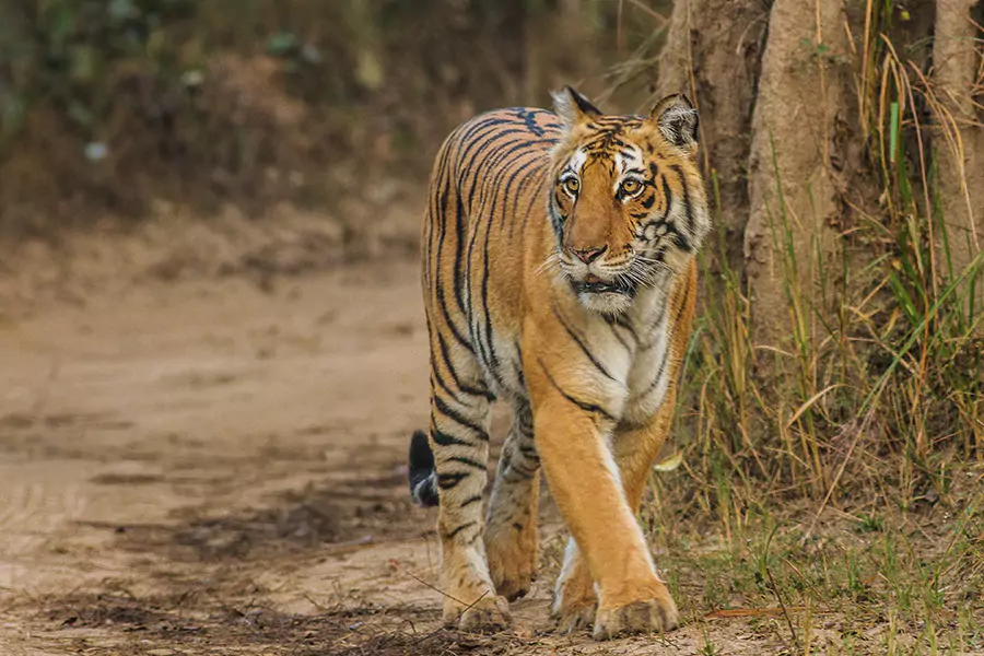 Jim Corbett National Park